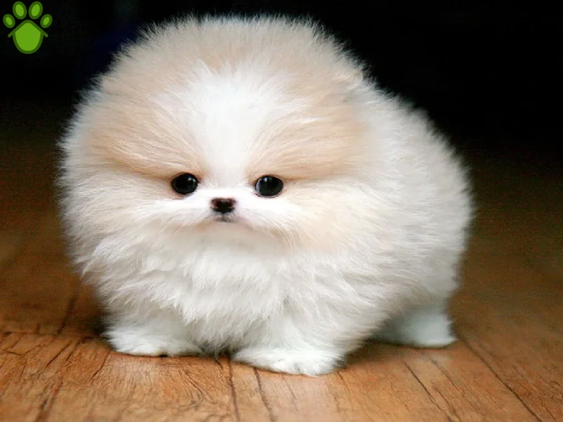 سگ جیبی چیست؟ آیا واقعا وجود دارد؟