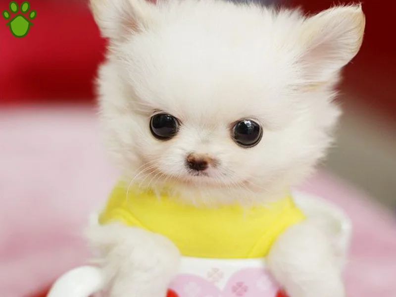 عکس های سگ جیبی