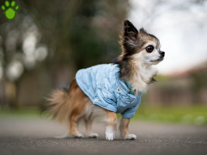 عکس های سگ جیبی