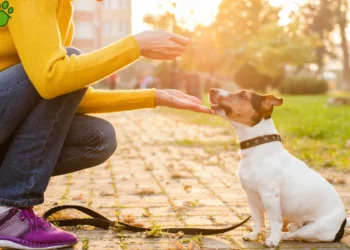 لیست بهترین مربی های سگ در اصفهان | شماره تماس + پیج اینستاگرام | خانم و آقا