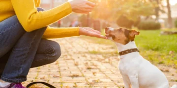 لیست بهترین مربی های سگ در اصفهان | شماره تماس + پیج اینستاگرام | خانم و آقا