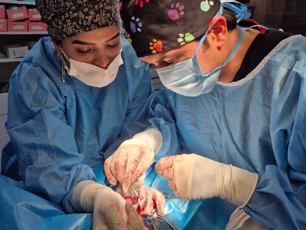 کلینیک ها و بیمارستان های دامپزشکی یزد | کلینیک دکتر چاشنی گیر