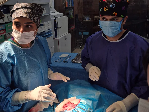 کلینیک ها و بیمارستان های دامپزشکی یزد | کلینیک دکتر چاشنی گیر