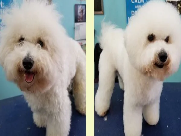 لیست بهترین آرایشگاه حیوانات در اصفهان | آرایشگاه سگ و گربه مهرگان