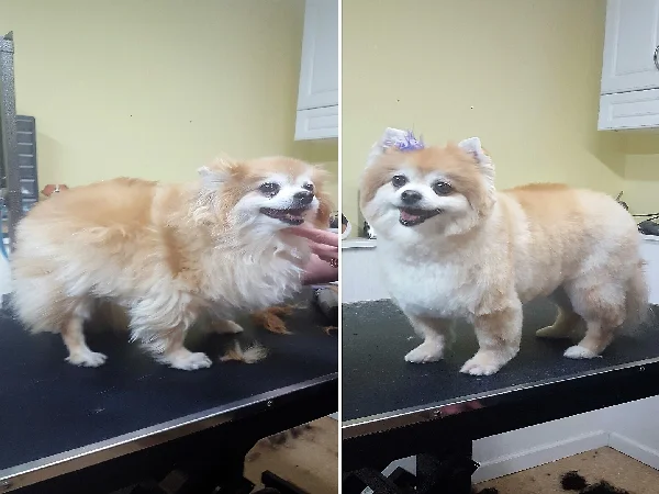 لیست بهترین آرایشگاه حیوانات در اصفهان | آرایشگاه سگ و گربه پارس طب