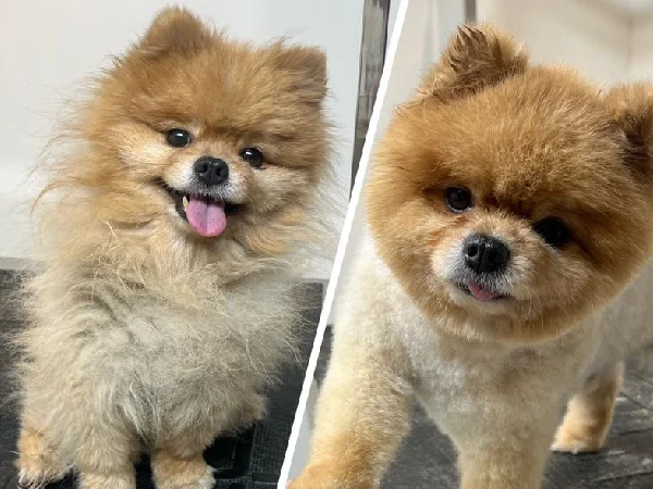 لیست بهترین آرایشگاه حیوانات در اصفهان | گرومینگ شیده