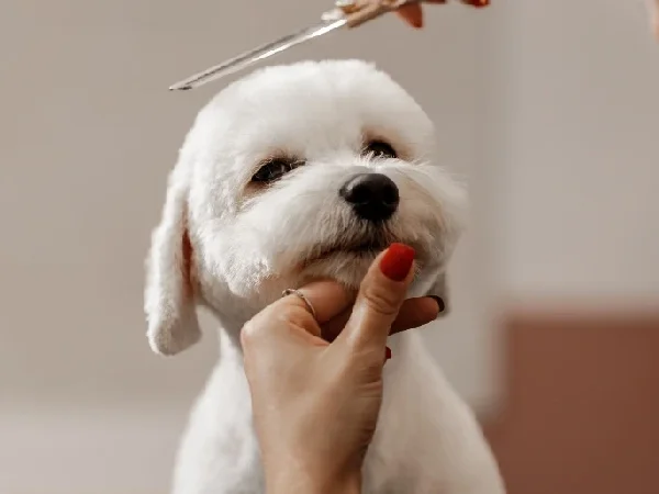 لیست بهترین آرایشگاه حیوانات در اصفهان | آرایشگاه سگ و گربه اسپا