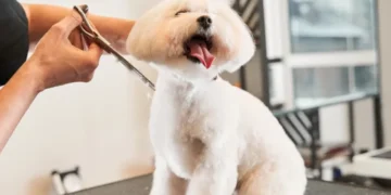 لیست بهترین آرایشگاه حیوانات در اصفهان | سگ و گربه | آدرس و تماس گرومینگ های اصفهان