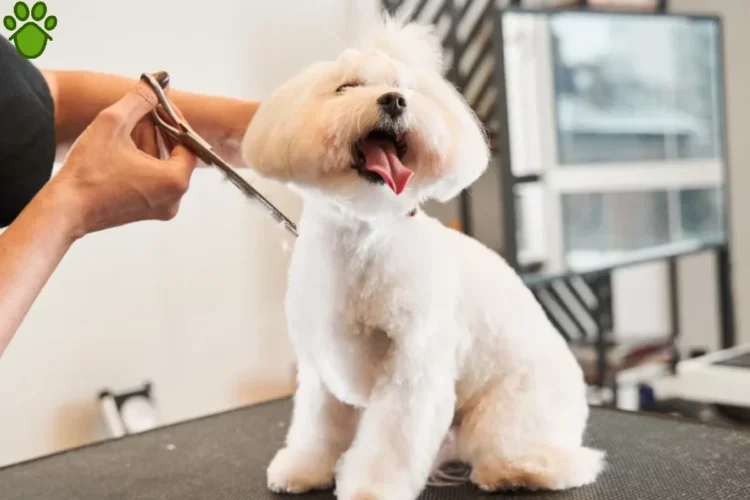 لیست بهترین آرایشگاه حیوانات در اصفهان | سگ و گربه | آدرس و تماس گرومینگ های اصفهان