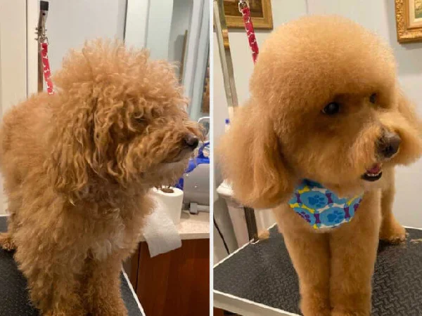 لیست بهترین آرایشگاه حیوانات در اصفهان | آرایشگاه سگ و گربه مشتاق