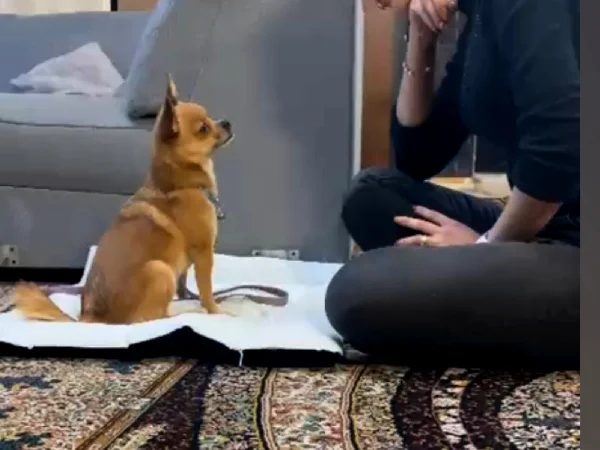 خانم شقایق بابایی | بهترین مربی سگ در تهران