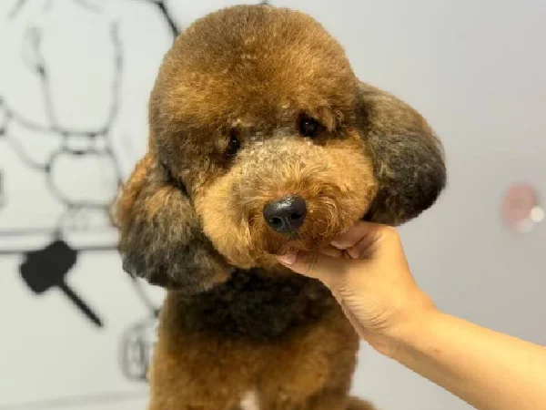 بهترین آرایشگاه حیوانات سگ و گربه در مشهد | آرایشگاه نیکان