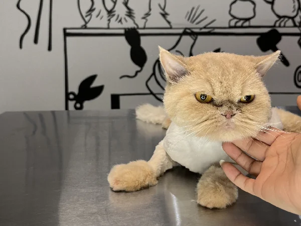 بهترین آرایشگاه حیوانات سگ و گربه در مشهد | آرایشگاه نیکان