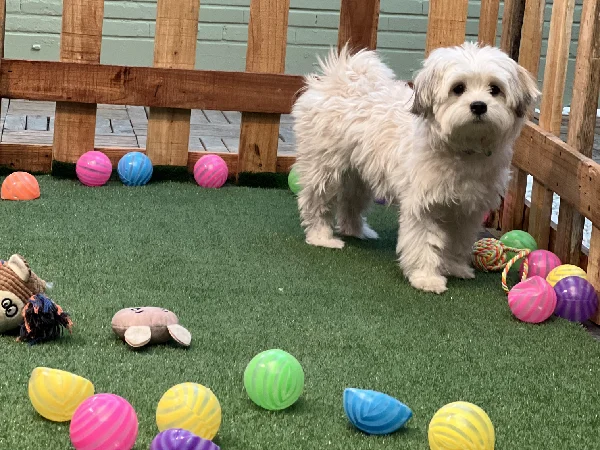 بهترین پانسیون سگ در تهران | پانسیون پودی پت