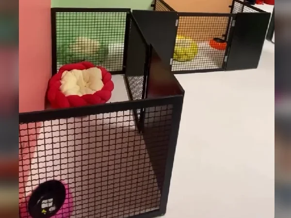 بهترین پانسیون سگ در تهران | پانسیون پودی پت