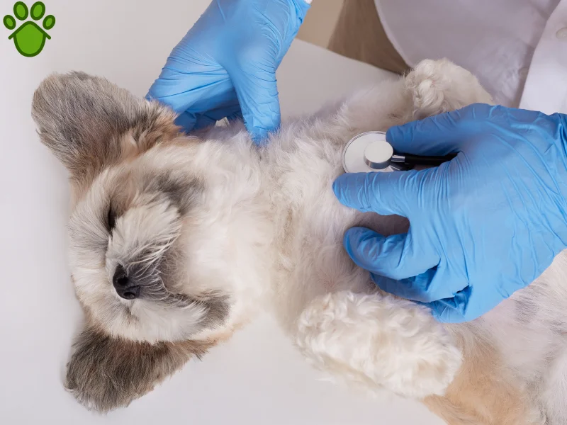 عقیم سازی حیوانات چیست؟ مراحل عقیم سازی و نکات بسیار مهم