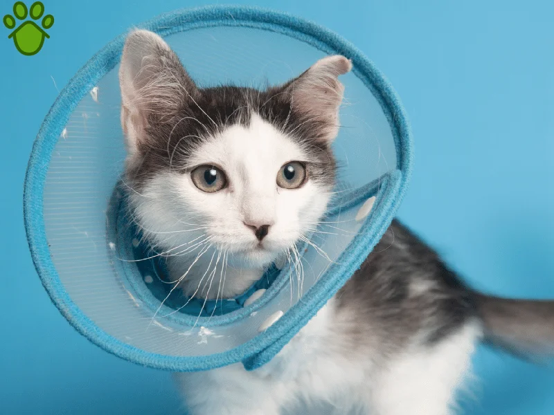 عقیم سازی حیوانات چیست؟ مراحل عقیم سازی و نکات بسیار مهم