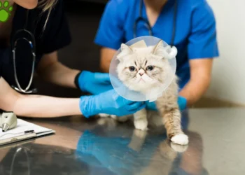 عقیم سازی حیوانات چیست؟ مراحل عقیم سازی و نکات بسیار مهم