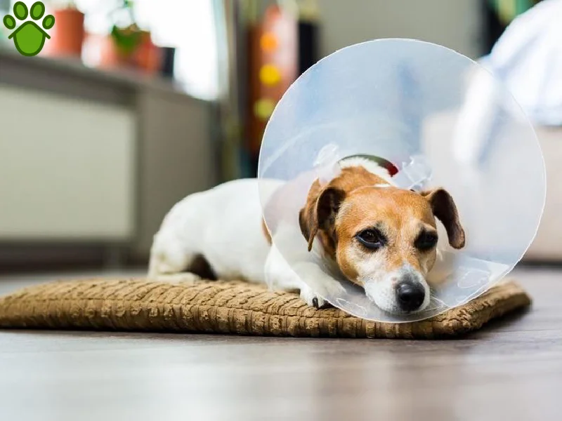 عقیم سازی حیوانات چیست؟ مراحل عقیم سازی و نکات بسیار مهم