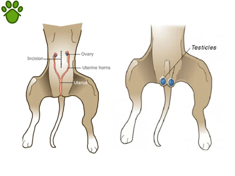 عقیم سازی حیوانات چیست؟ مراحل عقیم سازی و نکات بسیار مهم