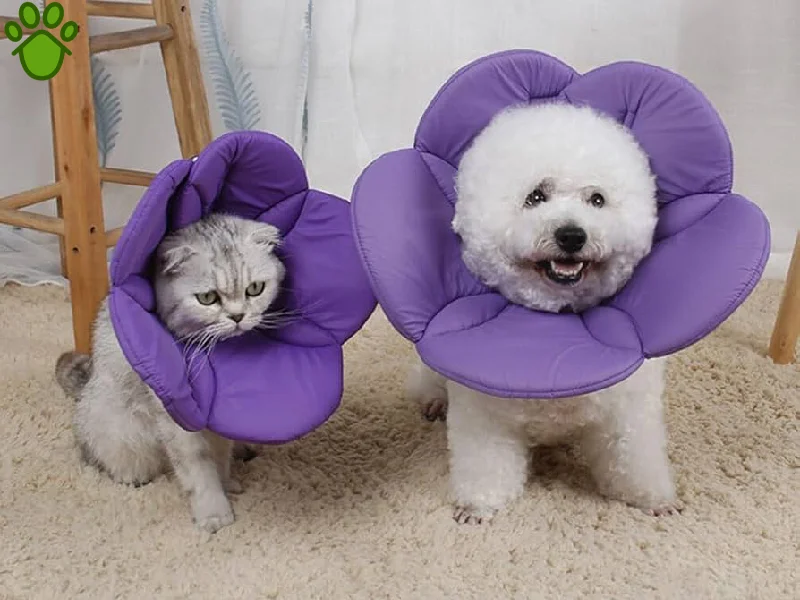 دلیل بستن الیزابت بعد از جراحی سگ و گربه