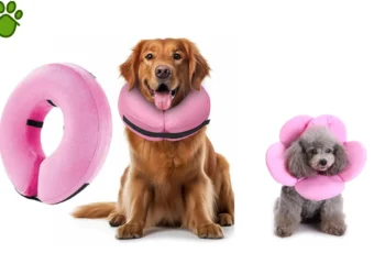 دلیل بستن الیزابت بعد از جراحی سگ و گربه