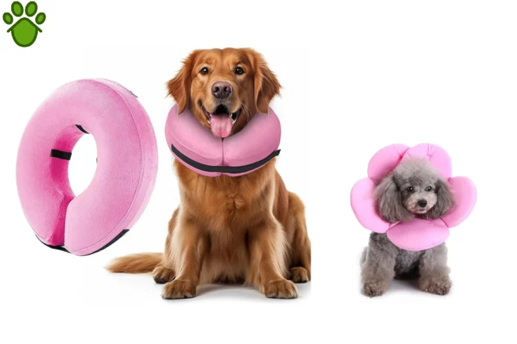 دلیل بستن الیزابت بعد از جراحی سگ و گربه