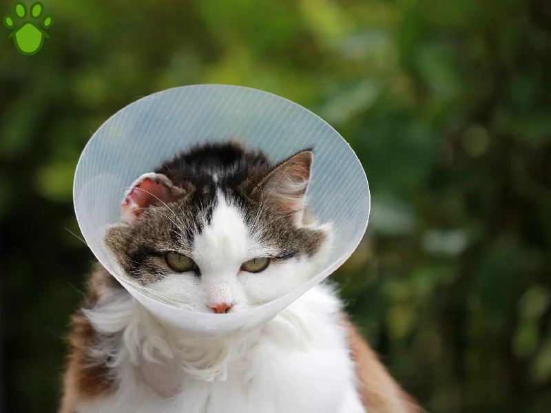 دلیل بستن الیزابت بعد از جراحی سگ و گربه