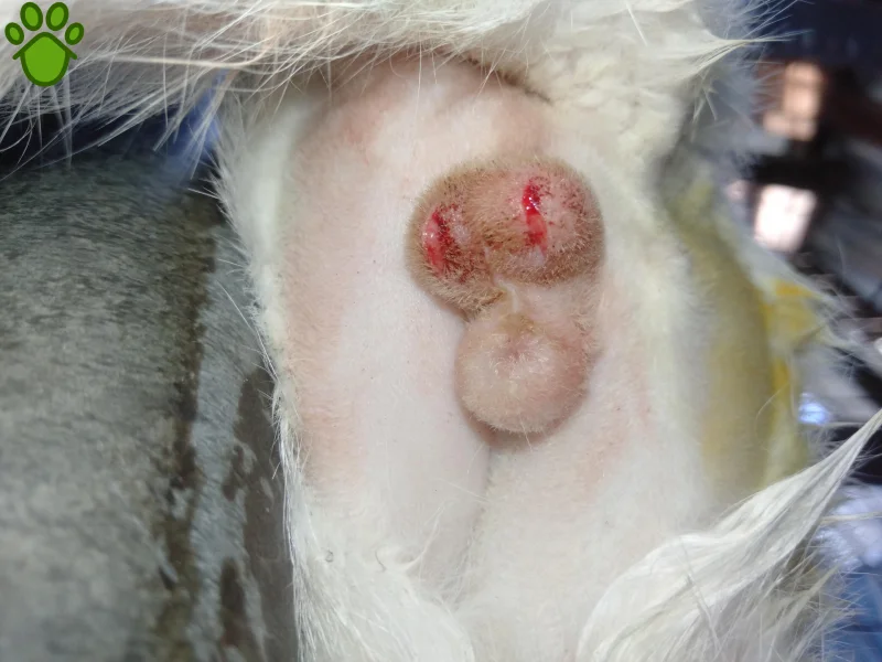 عقیم سازی گربه نر چگونه است؟