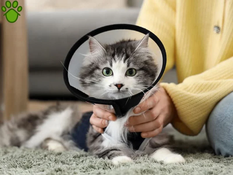 عقیم سازی گربه چیست