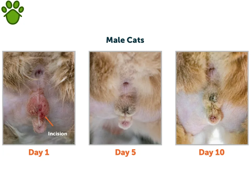 عقیم سازی گربه چگونه است؟ نر و ماده + مزایا و معایب عقیم سازی 