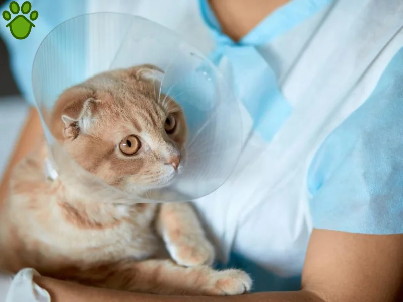 عقیم سازی گربه چگونه است؟ نر و ماده + مزایا و معایب عقیم سازی 