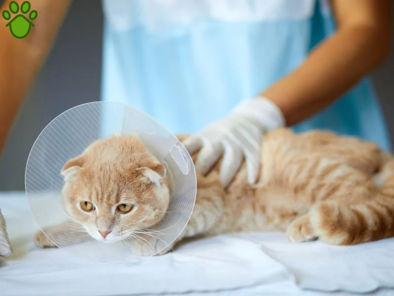 عقیم سازی گربه چگونه است؟ نر و ماده + مزایا و معایب عقیم سازی 