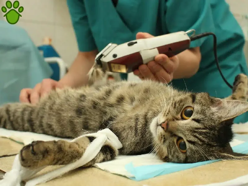 عقیم سازی گربه چگونه است؟ نر و ماده + مزایا و معایب عقیم سازی 