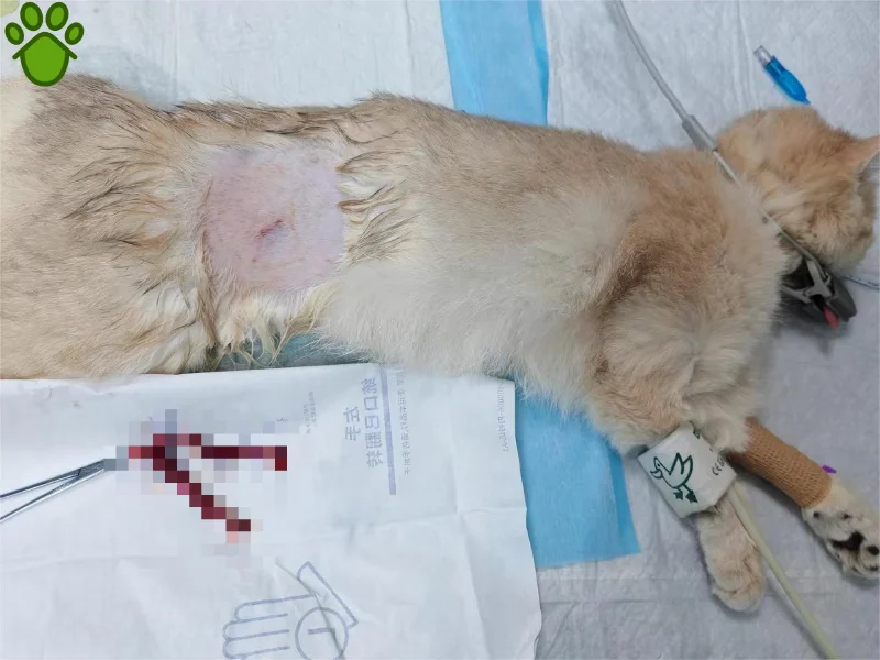 عقیم سازی گربه چگونه است؟ نر و ماده + مزایا و معایب عقیم سازی 