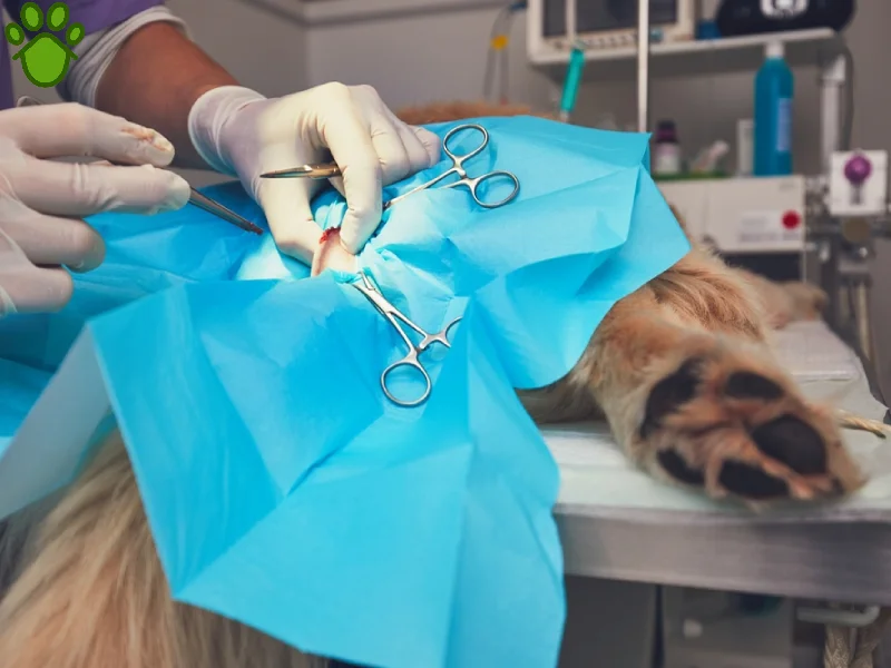 عقیم سازی سگ چگونه است؟ مزایا و معایب عقیم کردن سگ