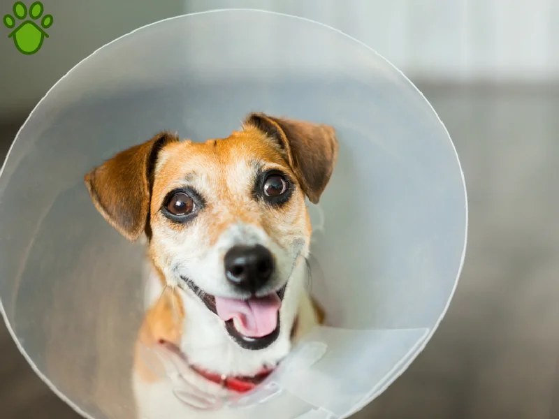 عقیم سازی سگ چگونه است؟ مزایا و معایب عقیم کردن سگ