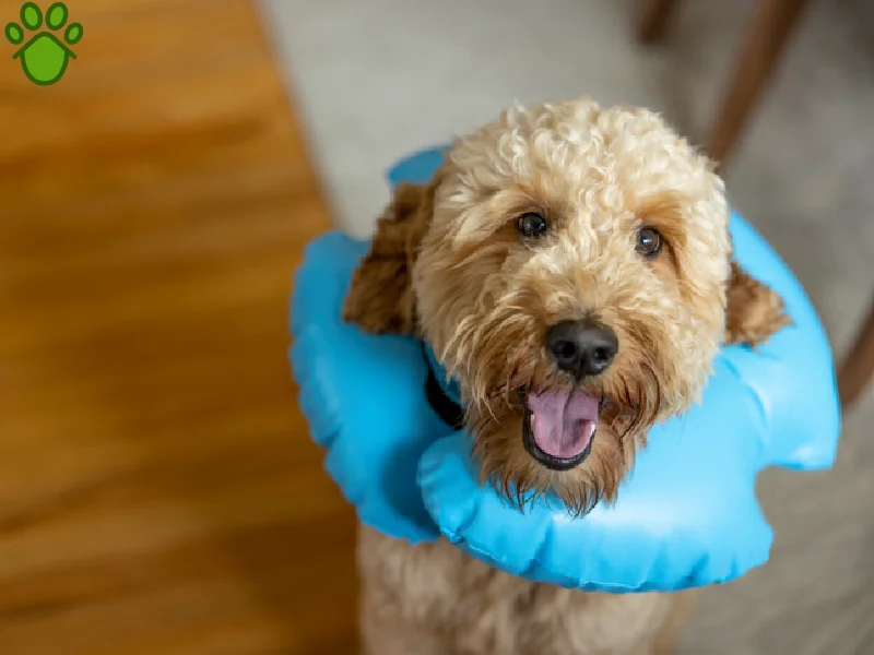 عقیم سازی سگ چگونه است؟ مزایا و معایب عقیم کردن سگ