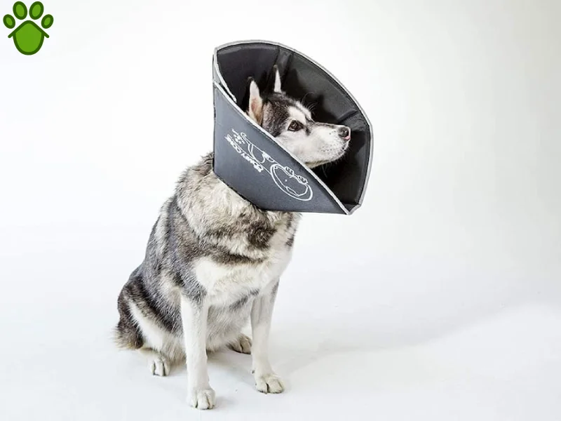 عقیم سازی سگ چگونه است؟ مزایا و معایب عقیم کردن سگ