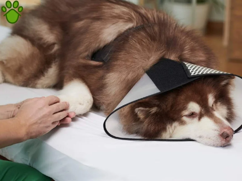 عقیم سازی سگ چگونه است؟ مزایا و معایب عقیم کردن سگ