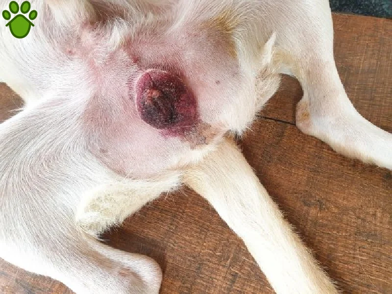 عقیم سازی سگ نر چگونه است