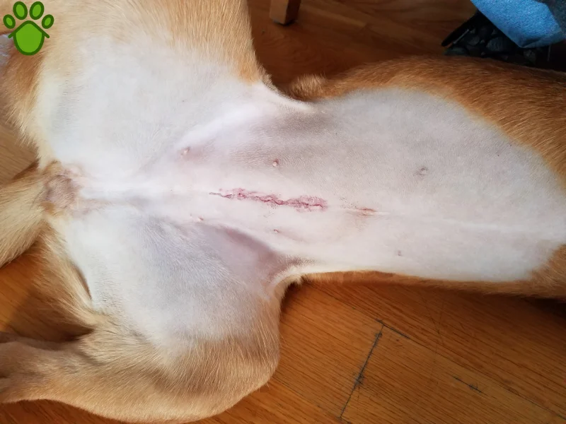 عقیم سازی سگ ماده چگونه است