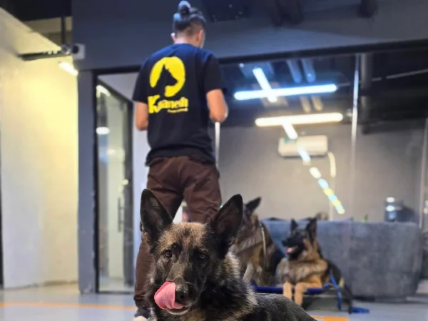 بهترین مدرسه سگ در تهران | مدرسه کی‌منش