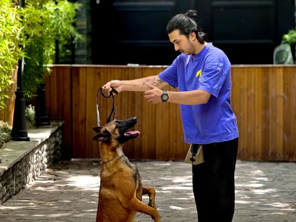 بهترین مدرسه سگ در تهران | مدرسه کی‌منش