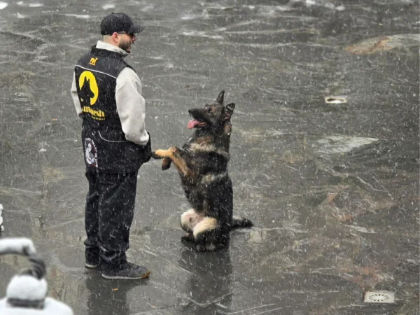 بهترین مدرسه سگ در تهران | مدرسه کی‌منش