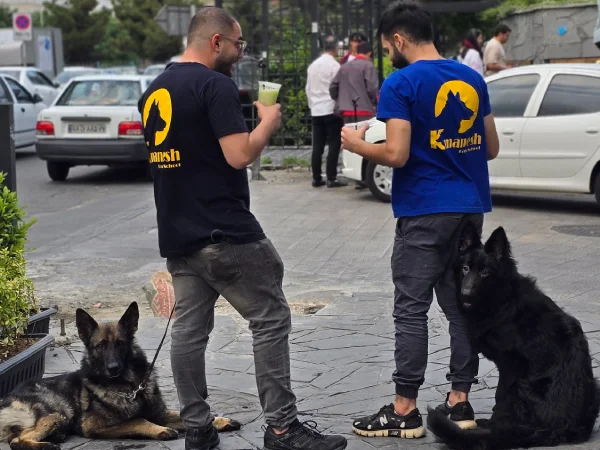 بهترین مدرسه سگ در تهران | مدرسه کی‌منش