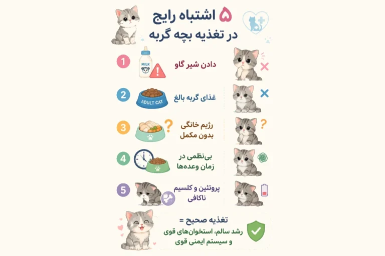 اشتباه رایج تغذیه بچه گربه