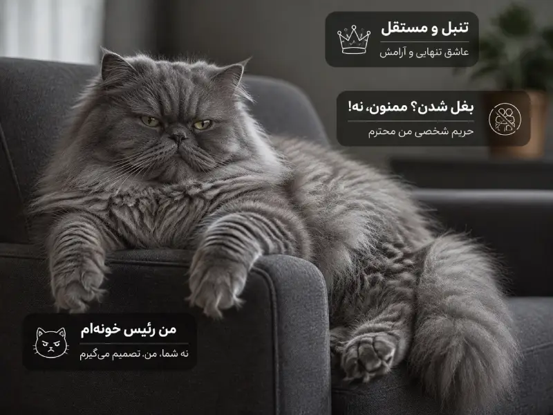 خلق و خوی گربه پرشین چگونه است؟