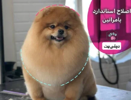 بهترین مراکز آرایشگاه سگ و گربه در اندیشه و شهریار | دیلی پت