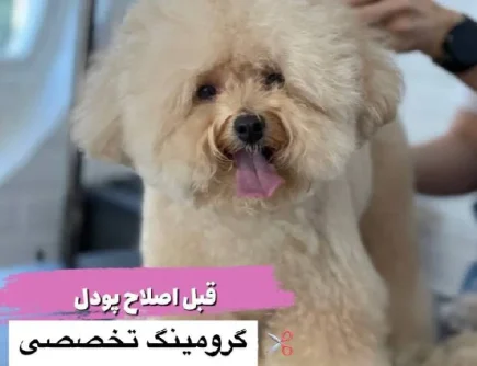 بهترین مراکز آرایشگاه سگ و گربه در اندیشه و شهریار | دیلی پت